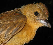 Flame-crested Tanager