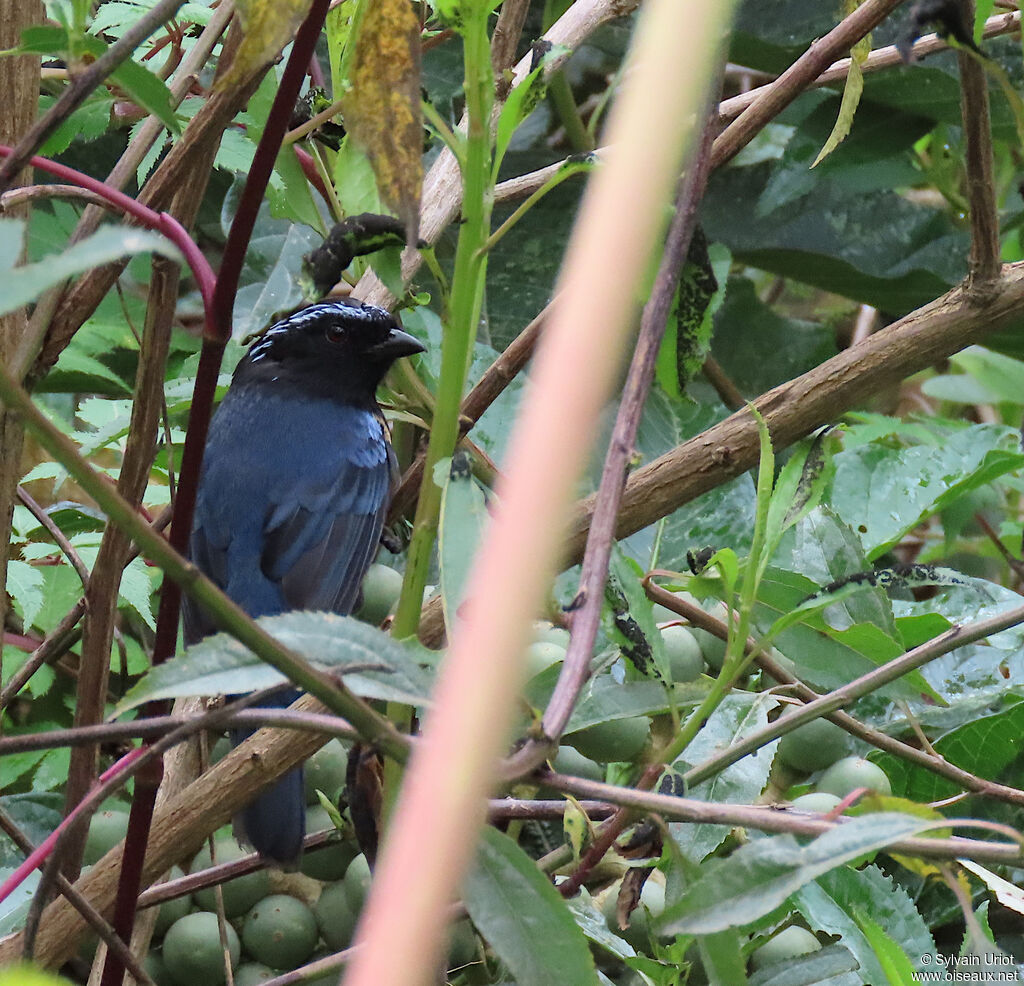 Buff-breasted Mountain Tanageradult