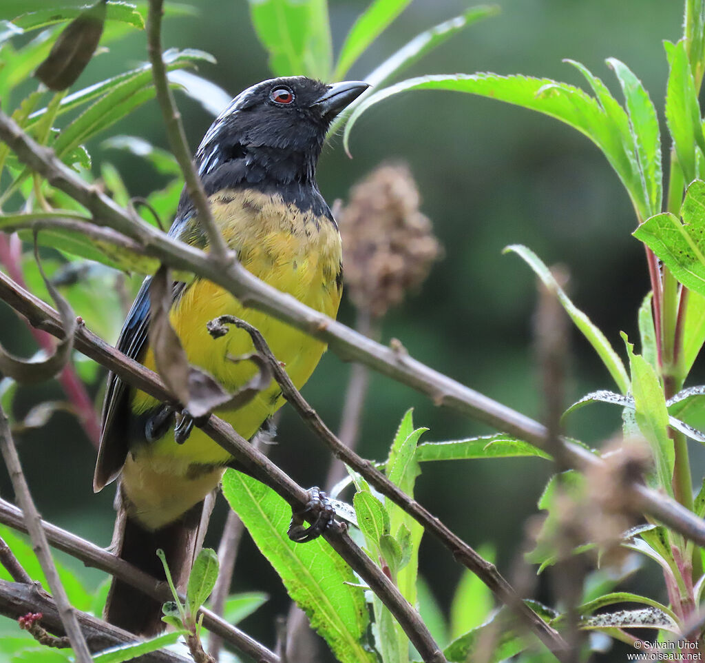 Buff-breasted Mountain Tanageradult