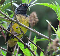 Buff-breasted Mountain Tanager