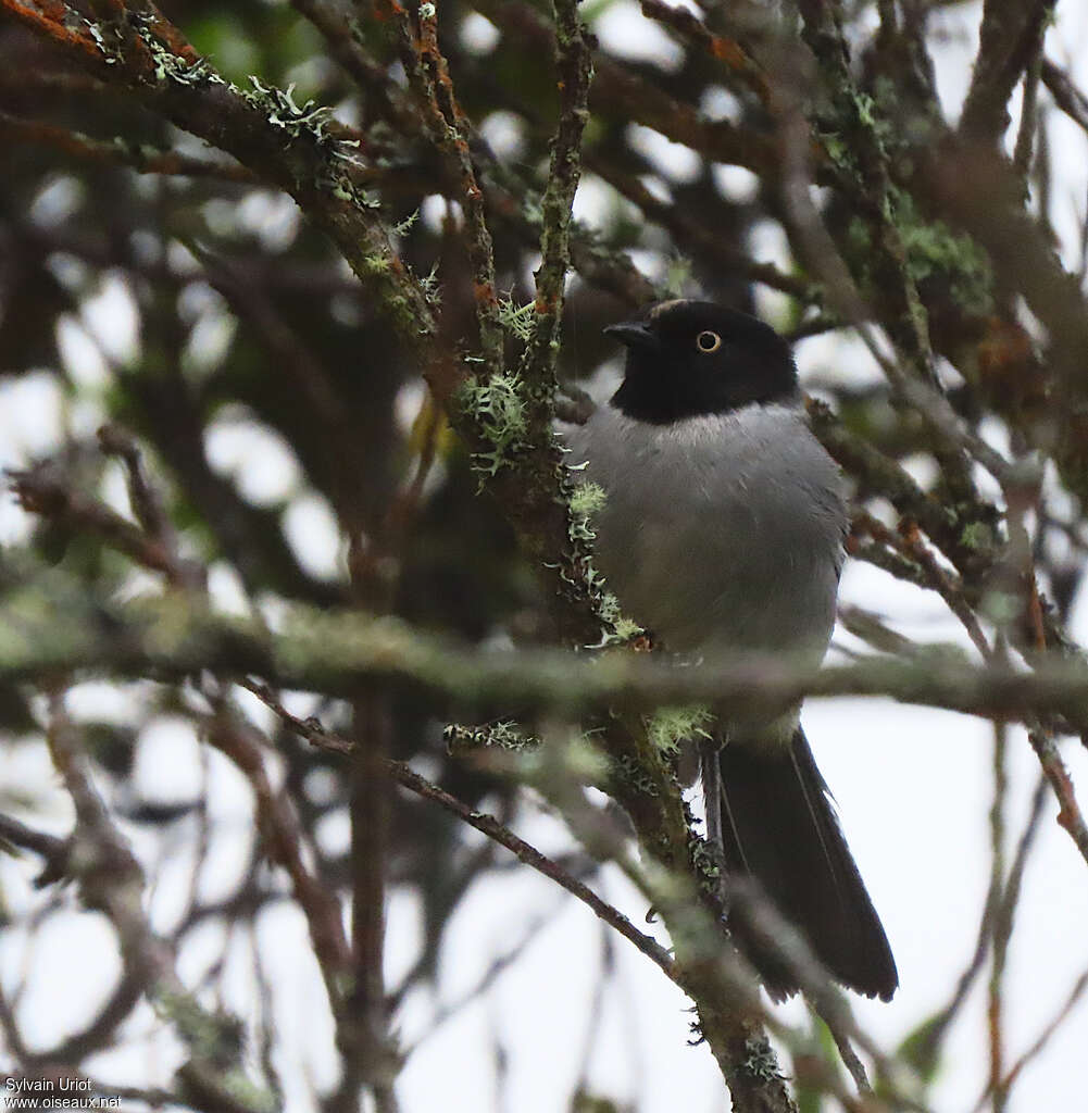 Black-headed Hemispingusadult, close-up portrait