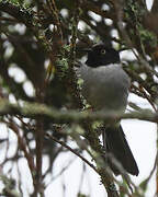 Black-headed Hemispingus