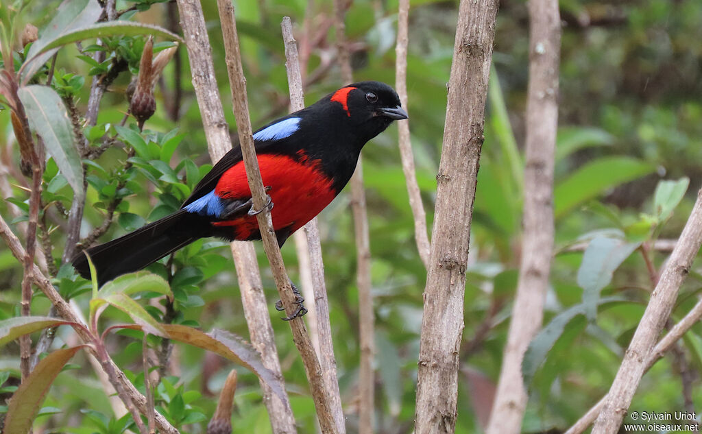 Scarlet-bellied Mountain Tanageradult