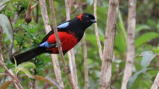 Scarlet-bellied Mountain Tanager