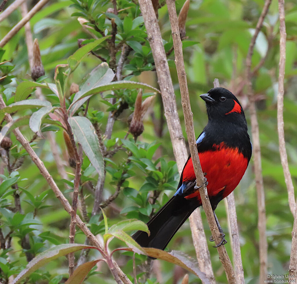 Scarlet-bellied Mountain Tanageradult