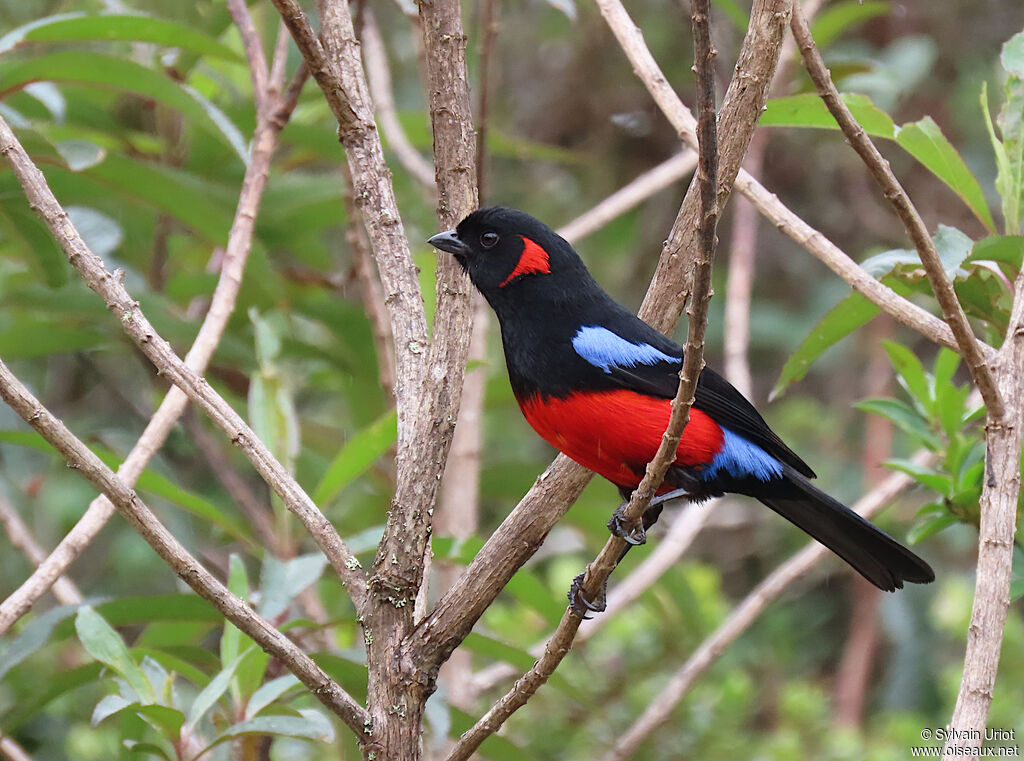 Scarlet-bellied Mountain Tanageradult