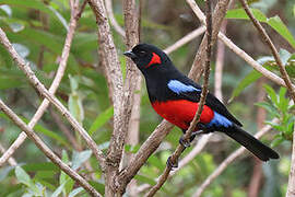 Scarlet-bellied Mountain Tanager