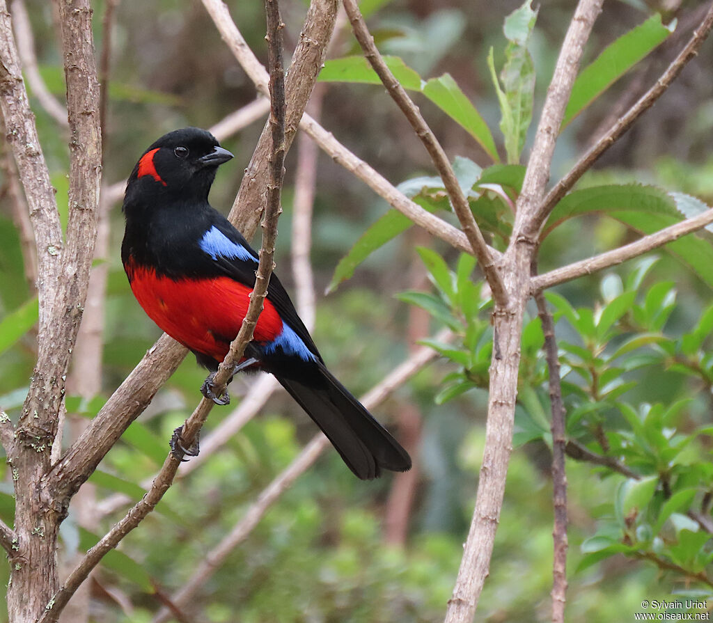 Scarlet-bellied Mountain Tanageradult