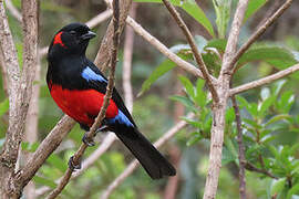 Scarlet-bellied Mountain Tanager