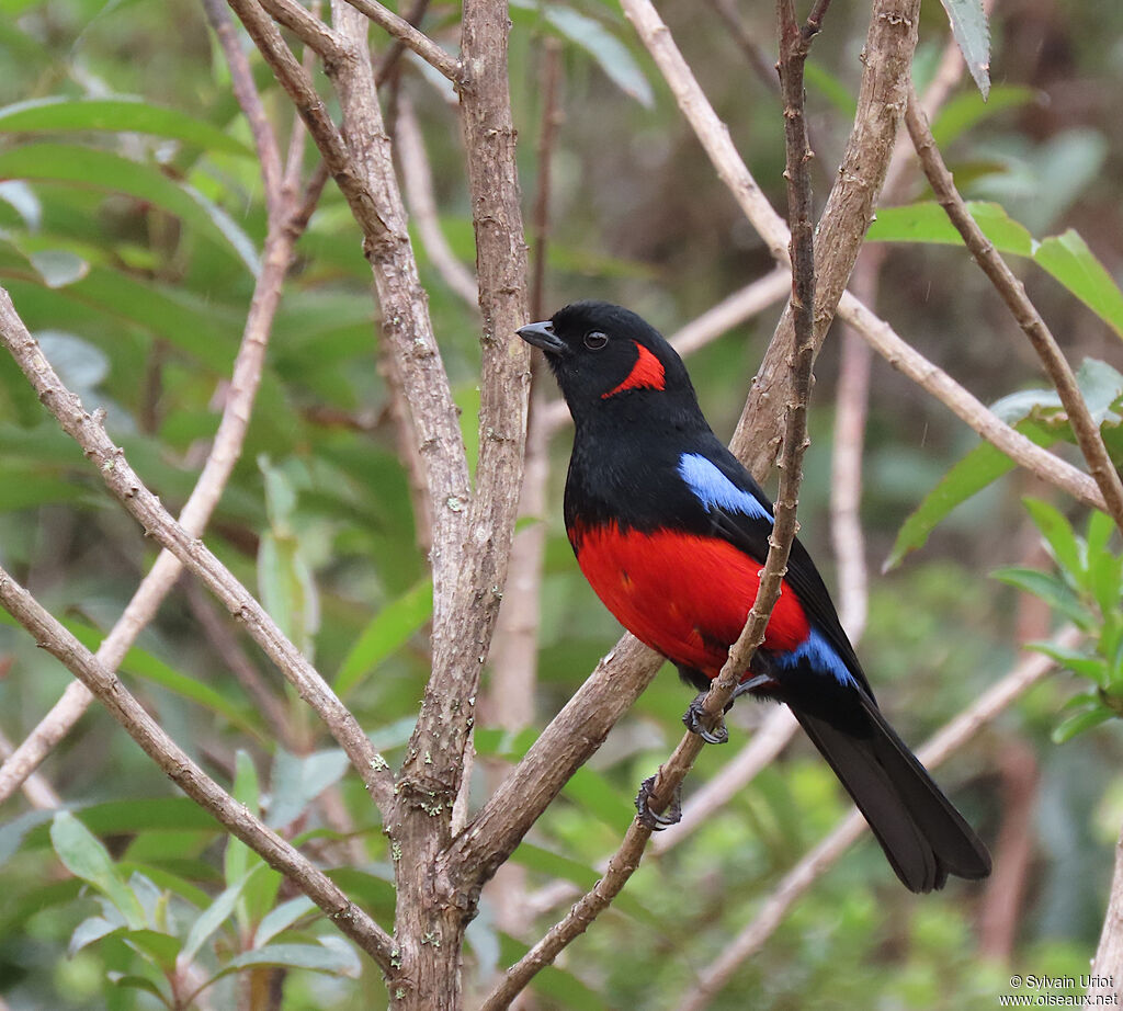 Scarlet-bellied Mountain Tanageradult