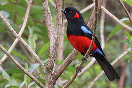 Scarlet-bellied Mountain Tanager