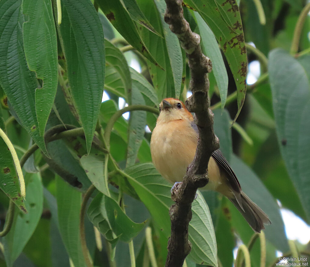 Buff-bellied Tanageradult