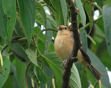 Buff-bellied Tanager