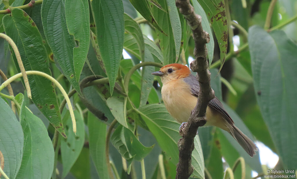 Buff-bellied Tanageradult