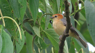 Buff-bellied Tanager