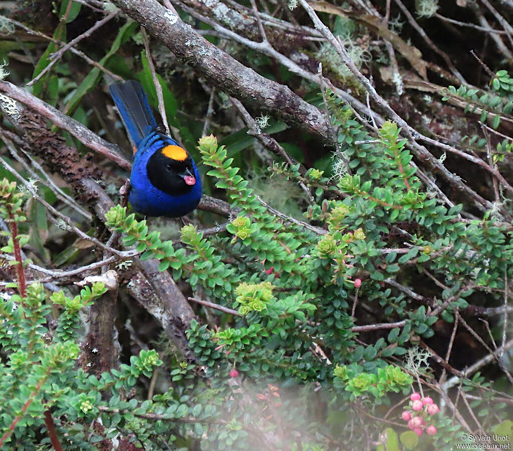 Golden-crowned Tanageradult