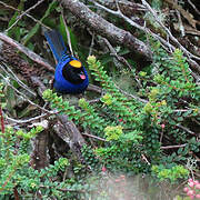 Golden-crowned Tanager