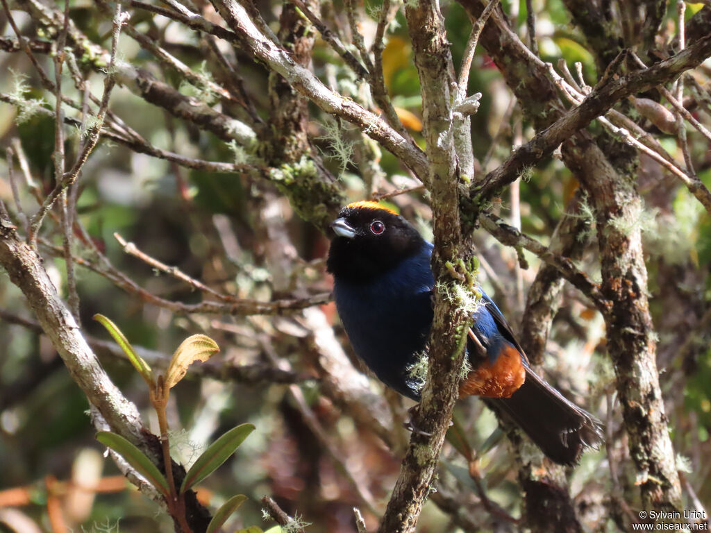 Golden-crowned Tanageradult