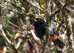 Golden-crowned Tanager