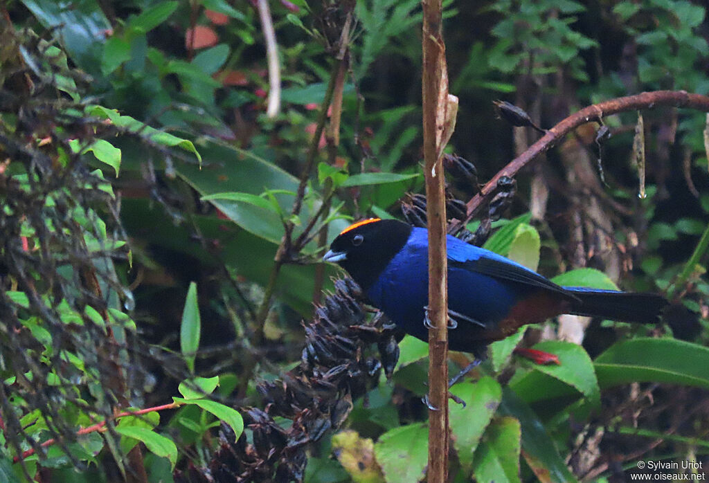 Golden-crowned Tanageradult