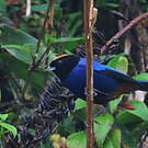 Tangara auréolé