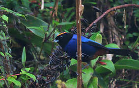 Golden-crowned Tanager