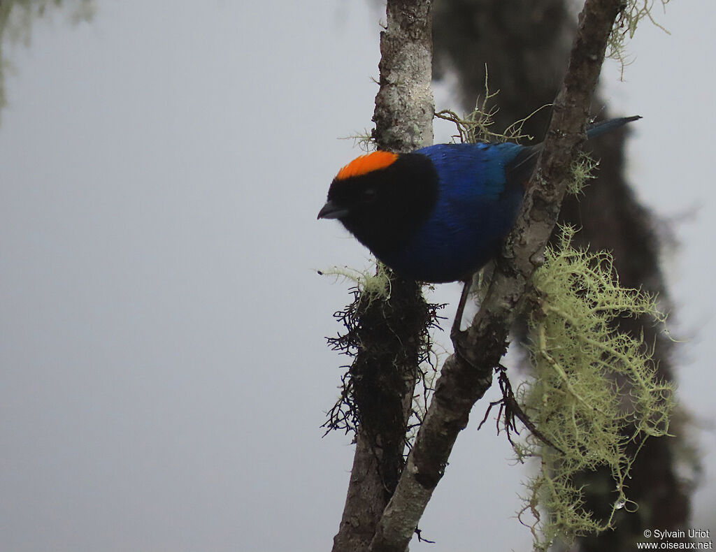 Golden-crowned Tanager