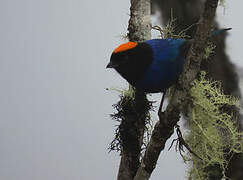 Golden-crowned Tanager