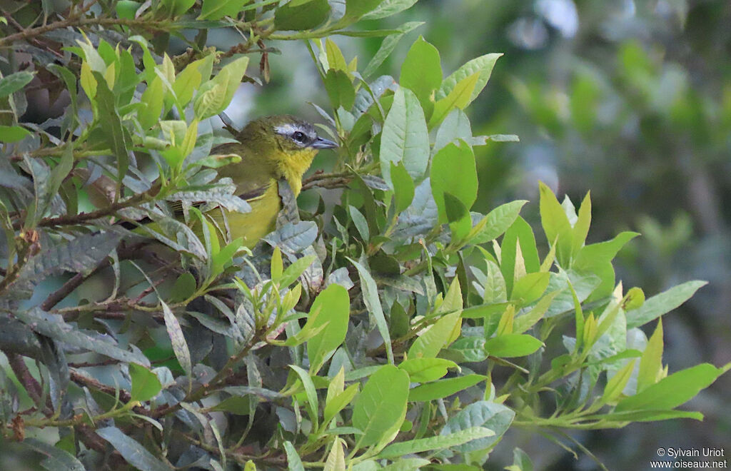 Tangara bridéadulte