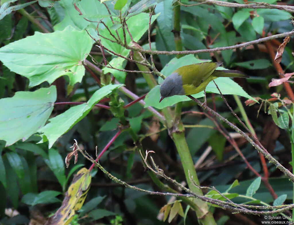 Grey-hooded Bush Tanageradult