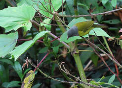 Grey-hooded Bush Tanager