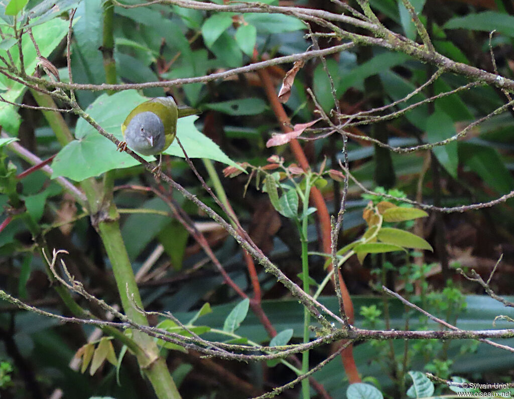 Grey-hooded Bush Tanageradult