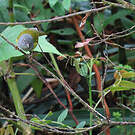 Tangara capucin