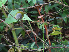 Grey-hooded Bush Tanager