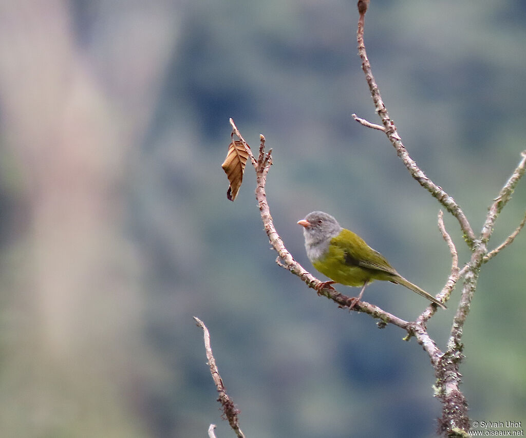 Grey-hooded Bush Tanageradult