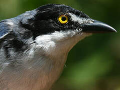 Hooded Tanager