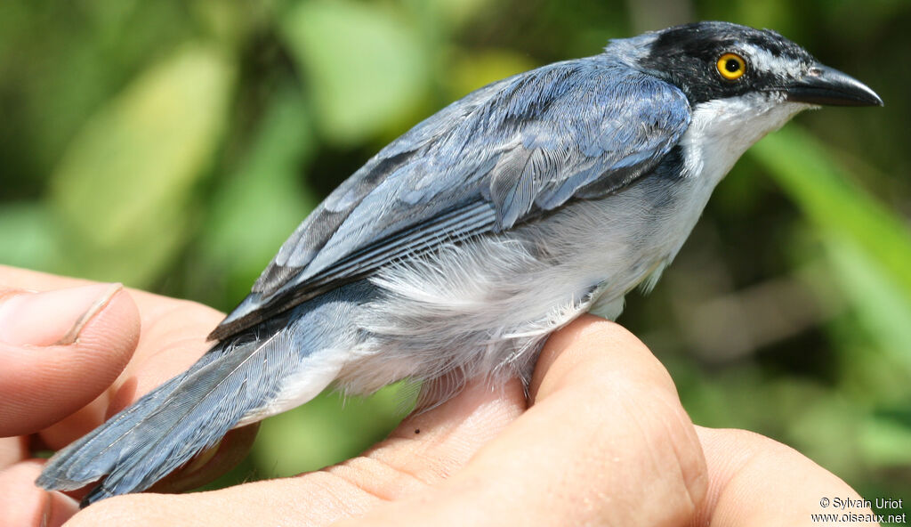 Hooded Tanager male adult