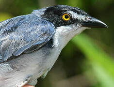 Hooded Tanager