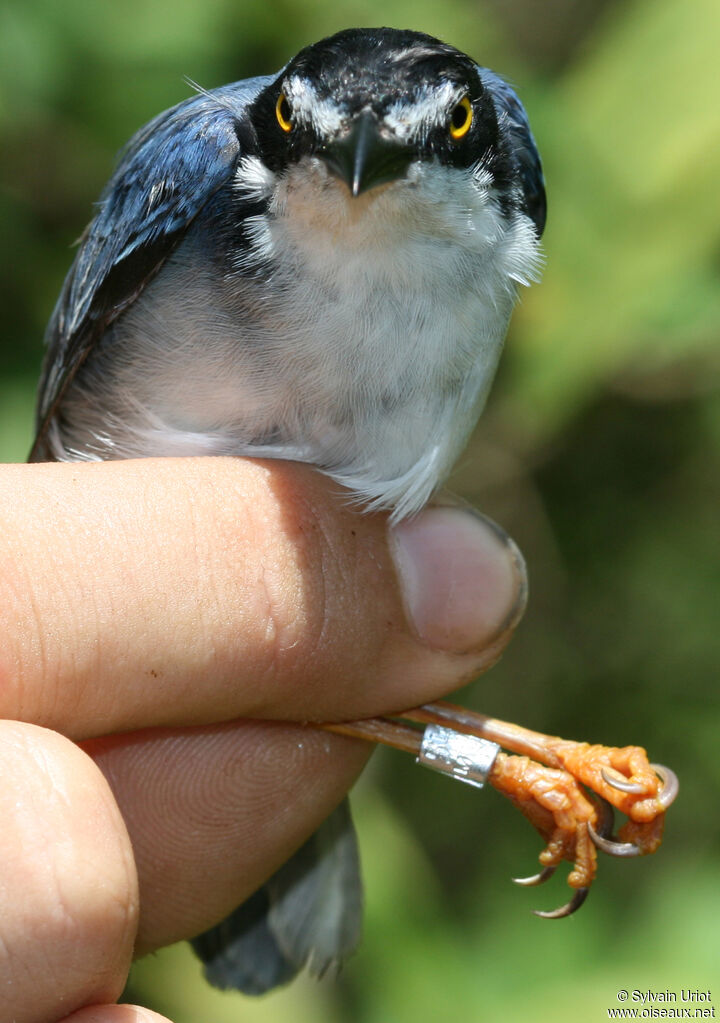 Hooded Tanager male adult