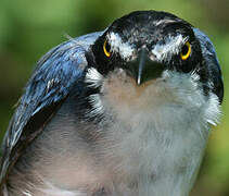 Hooded Tanager