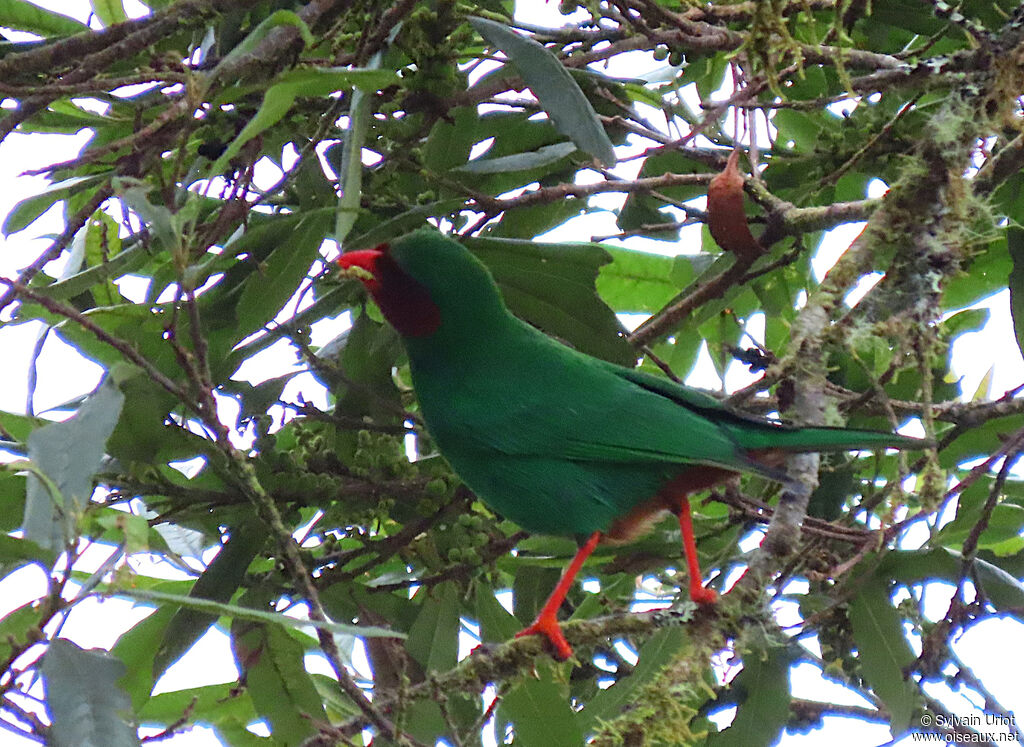 Grass-green Tanageradult