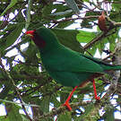 Tangara de Rieffer