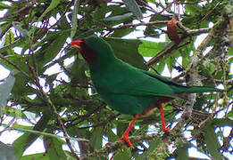 Grass-green Tanager