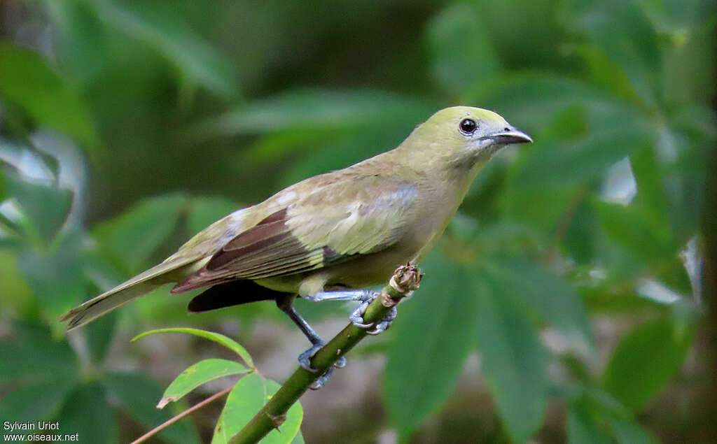 Tangara des palmiersadulte, identification