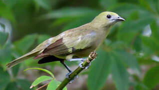 Palm Tanager