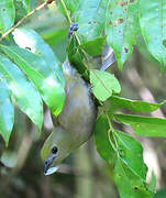 Palm Tanager