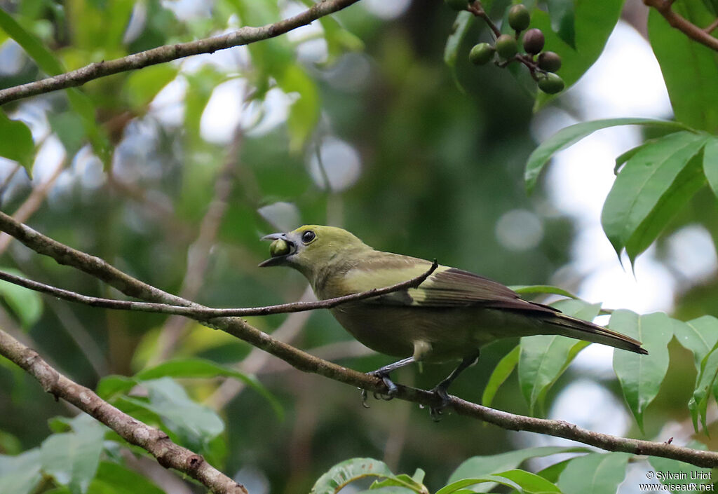 Palm Tanager