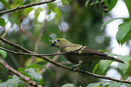 Palm Tanager