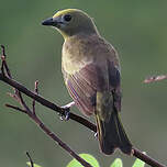 Tangara des palmiers