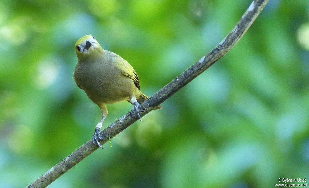 Tangara des palmiersadulte